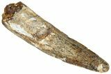 Fossil Spinosaurus Tooth - Real Dinosaur Tooth #305606-1